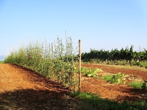 Gemüse frisch vom Garten