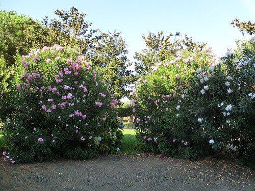 Oleander in Süd-Italien