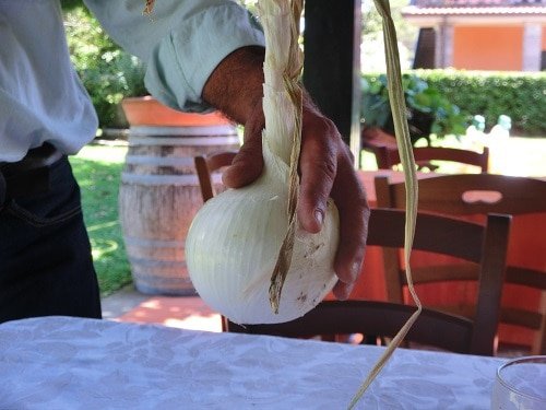 Zwiebel größer als eine Faust